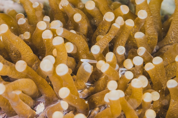 yellow undersea background of anemone