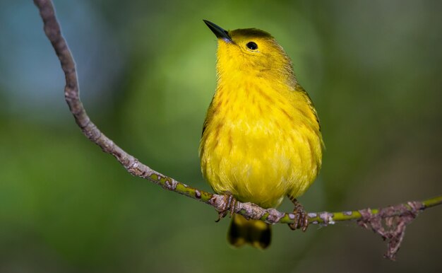 Yellow Warbler on a branch