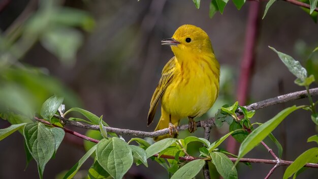 Yellow Warbler