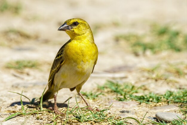 黄色のウィーバー鳥