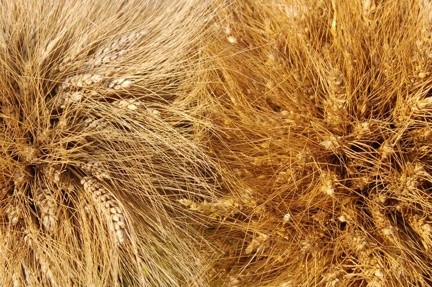 Yellow wheat ears