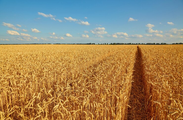 Free Photo yellow wheat field and dark blue sky