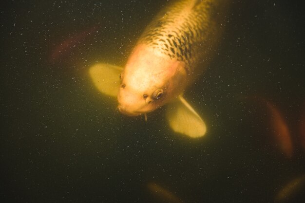 水中の黄色と白の魚