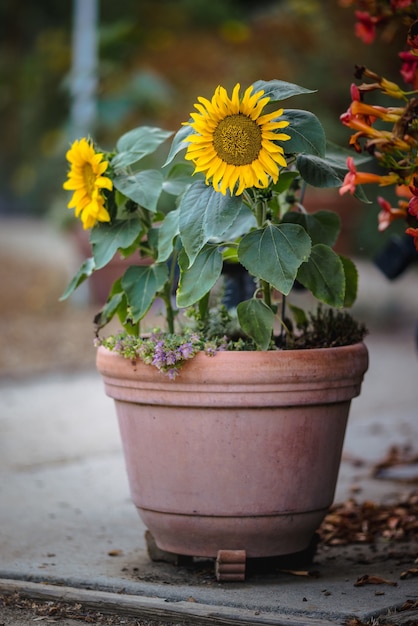 Yellow and white flower in brown clay pot