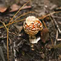 Foto gratuita agarico di mosca gialla e bianca in foresta