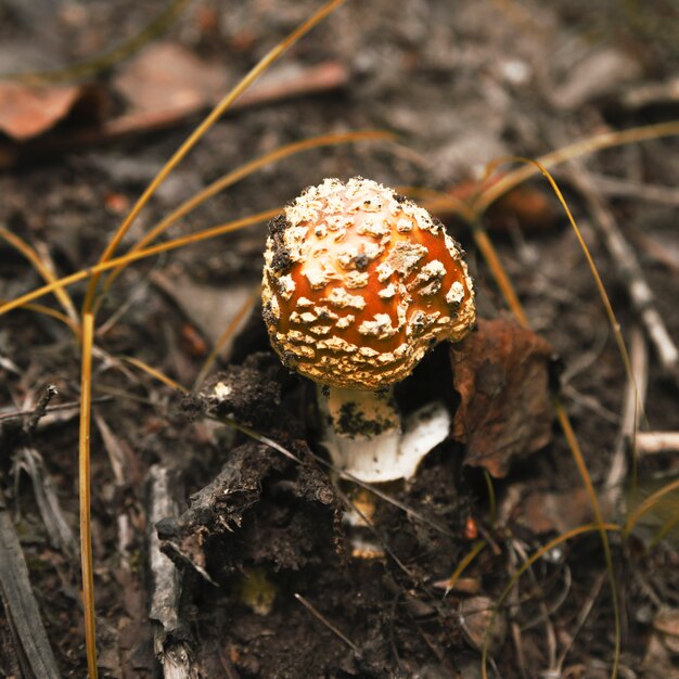 Yellow and white fly agaric in forest