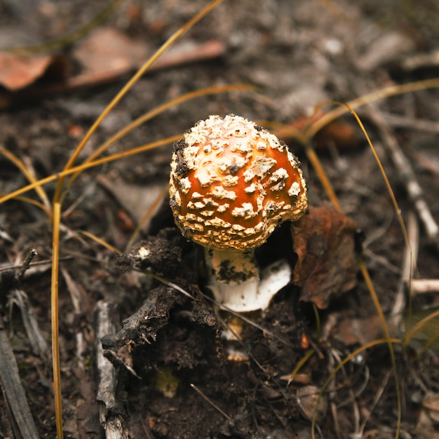 숲에서 노란색과 흰색 비행 거리 agaric