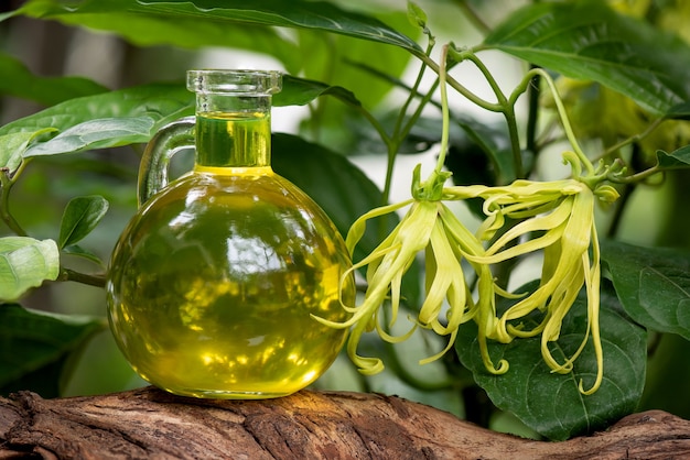 Ylang-ylang or cananga odorata flower and oil on nature .