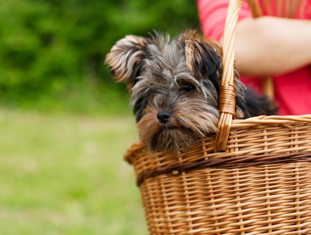 Yorkshire terrier in basket