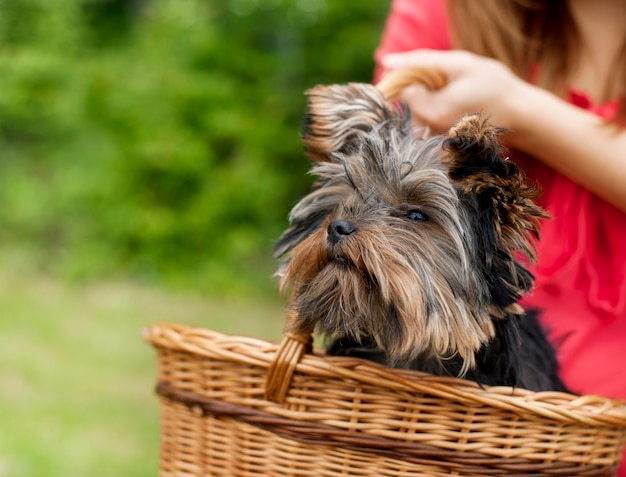 Yorkshire terrier in basket