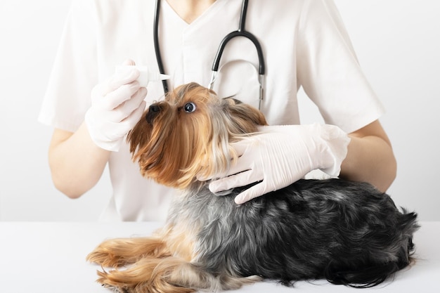 Yorkshire terrier at a doctors appointment at a veterinary clinic