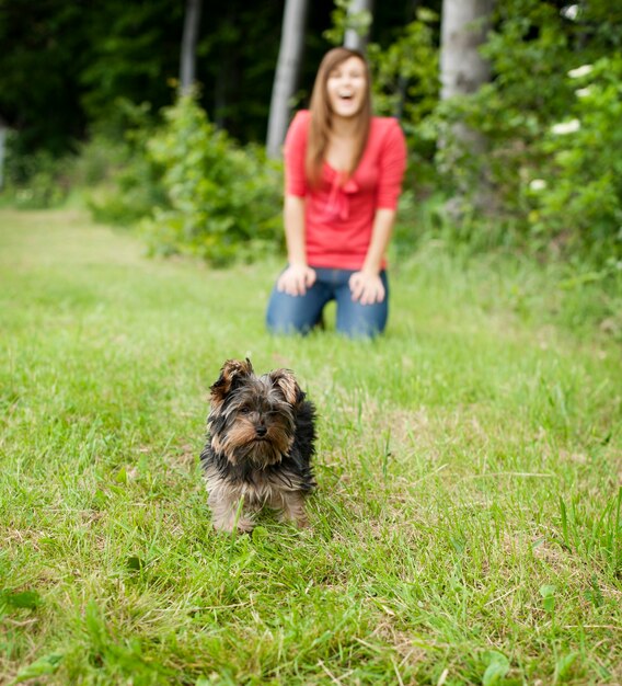 Yorkshire terrier puppy on meadow
