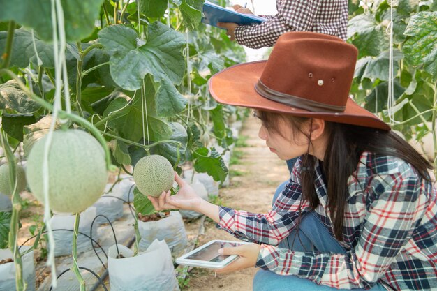 Young agricultural engineer studying new sort of melon growing in hothouse 