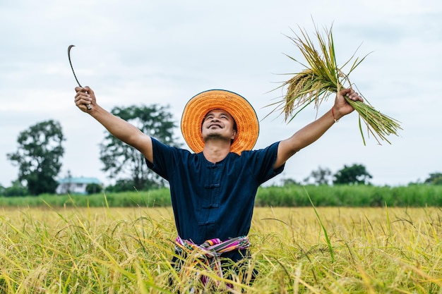 田んぼで鎌を使って熟した米を若いアジアの農家が収穫