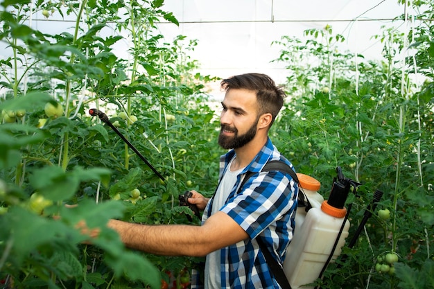 Young bearded farmer worker spraying plants with pesticides to protect against disease