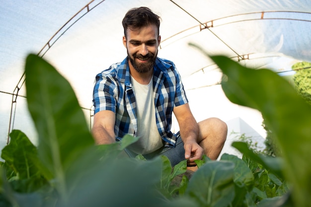young bearded farmer worker touching crops leaves and checking quality of plants