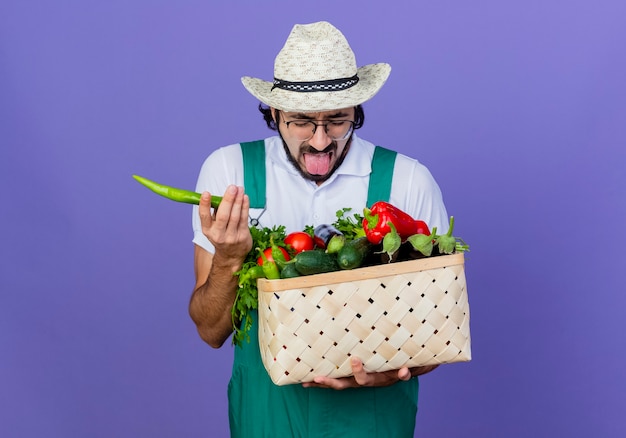 Молодой бородатый садовник в комбинезоне и шляпе держит ящик, полный овощей, держит зеленый острый перец чили, высунув язык, стоя над синей стеной