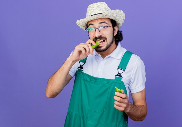 Young bearded gardener man wearing jumpsuit and hat holding halves of green hot chili pepper biting it standing over blue wall