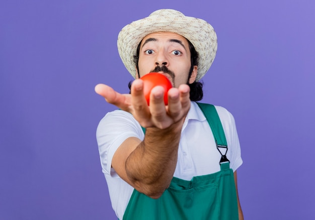 Young bearded gardener man wearing jumpsuit and hat showing fresh tomato smiling cheerfully standing over blue wall