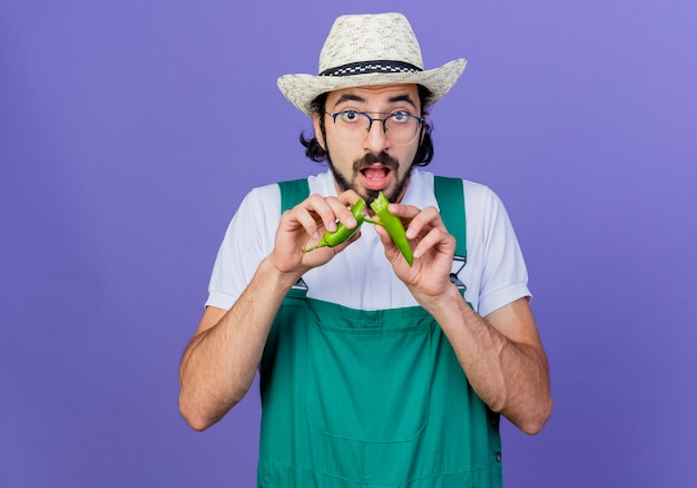 Young bearded gardener man wearing jumpsuit and hat showing green hot chili pepper breaking it standing over blue wall
