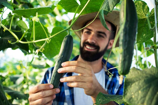 Young bearded man farmer observing and checking quality of vegetables in hothouse