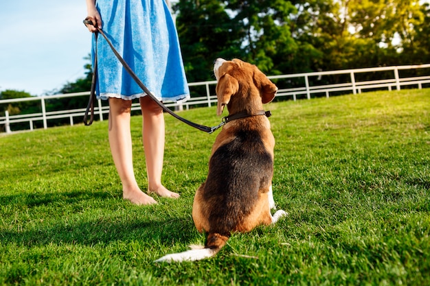 Young beautiful blonde girl walking, playing with beagle dog in park.