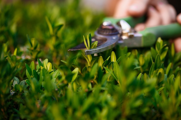 Foto gratuita giovane fiorista bello prendersi cura dei fiori. concentrati su una pianta.