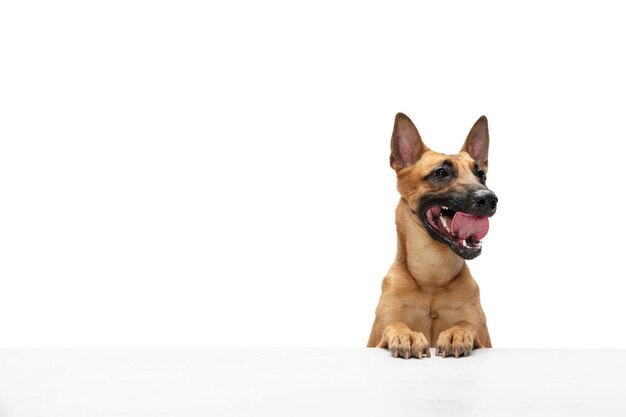 若いベルギーの羊飼いマリノアはポーズをとっていますかわいい犬やペットは白い背景で隔離の実行と幸せそうに見えて遊んでいます