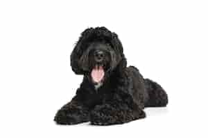 Free photo young black labradoodle playing isolated on white studio background