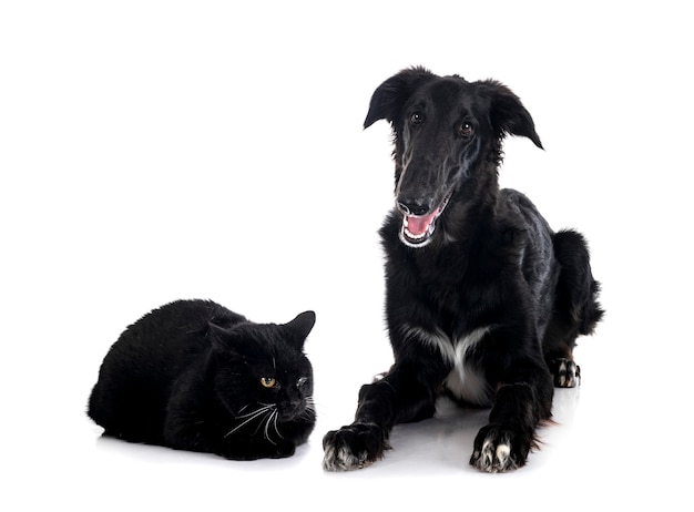 Young borzoi and cat in front of white background