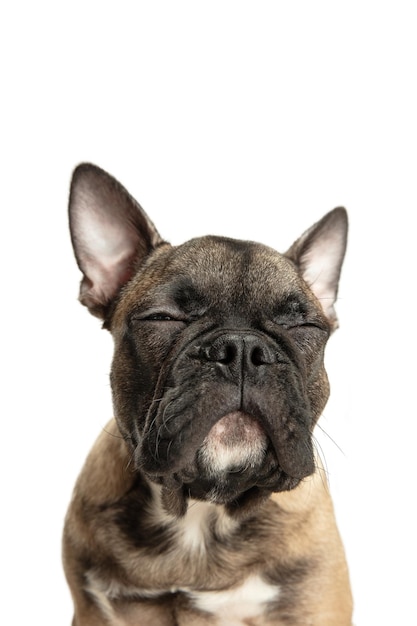 Young brown French Bulldog playing isolated on white studio background