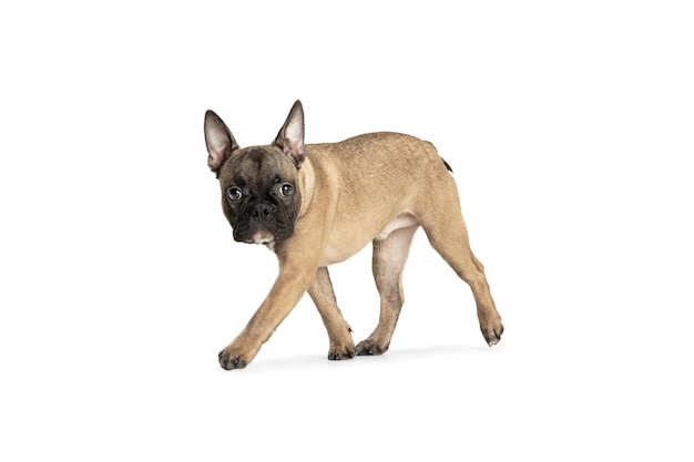 Free photo young brown french bulldog playing isolated on white studio background