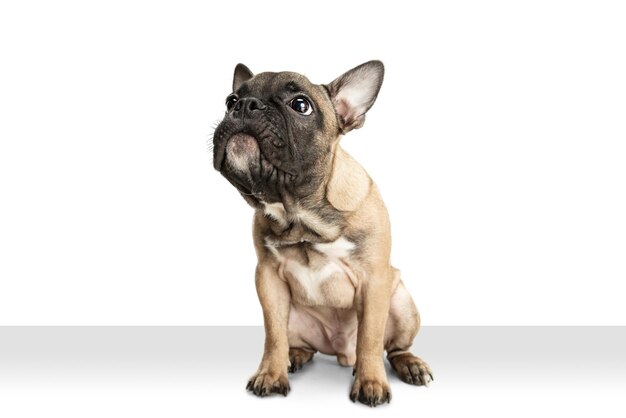 Young brown French Bulldog playing isolated on white studio background