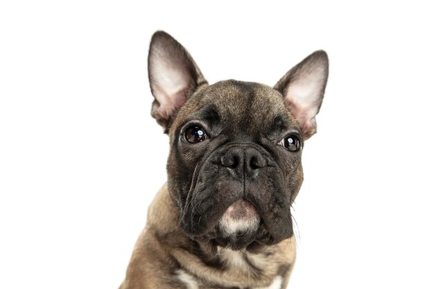 Young brown French Bulldog playing isolated on white studio background