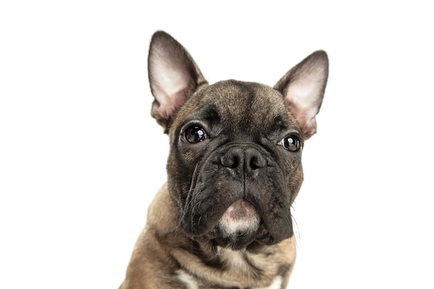 Young brown French Bulldog playing isolated on white studio background