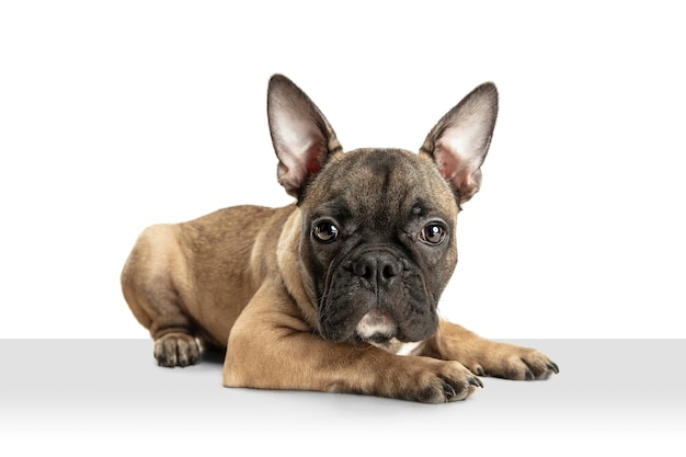 Young brown french bulldog playing isolated on white studio wall