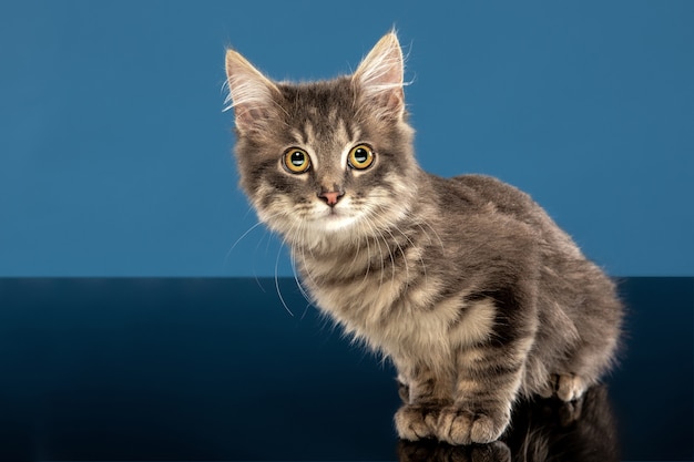 젊은 고양이 또는 새끼 고양이 파란색 벽 앞에 앉아. 유연하고 예쁜 애완 동물.