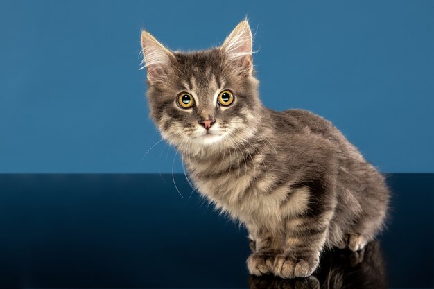 Young cat or kitten sitting in front of a blue wall. Flexible and pretty pet.