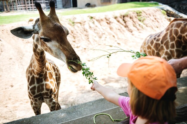 Молодая девушка-кавказка, кормящая жирафа в зоопарке