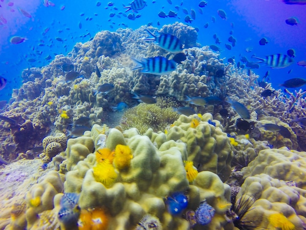 Young coral reef formation on sandy sea bottom