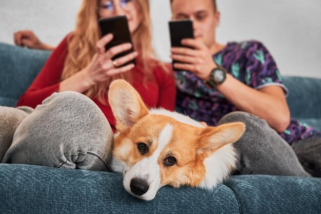 Молодая пара сидит с прекрасной собакой на диване с телефонами