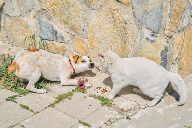 若い好奇心旺盛な犬と白い通りの猫が路上で衝突するのは、都市環境におけるペットとの動的なシーンでの子犬の動物の世話の銃口に対する食品の選択的焦点のためです。