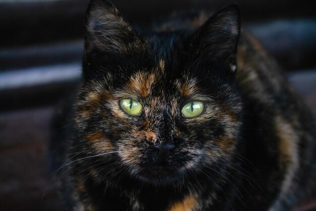 Молодой темный бродячий кот смотрит в камеру своими яркими изумрудно-зелеными глазами