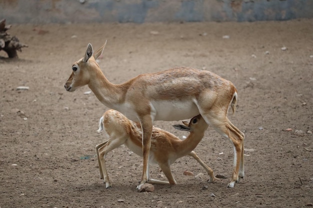 Free photo young deer drinking milk from its mother breast