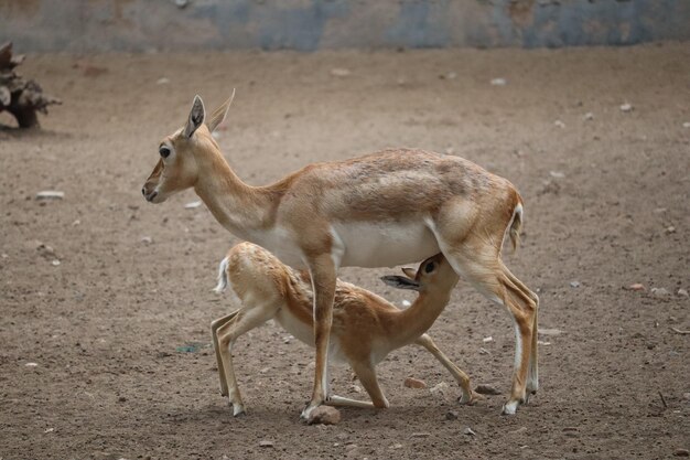 Young deer drinking milk from its mother breast