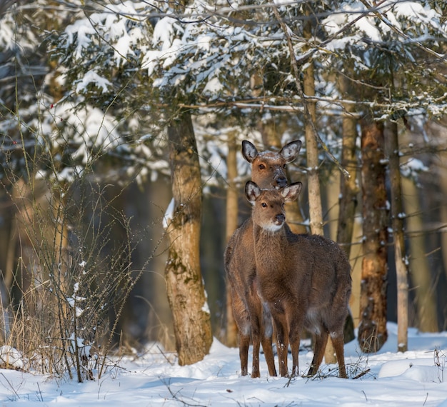 Молодой олень в зимнем лесу