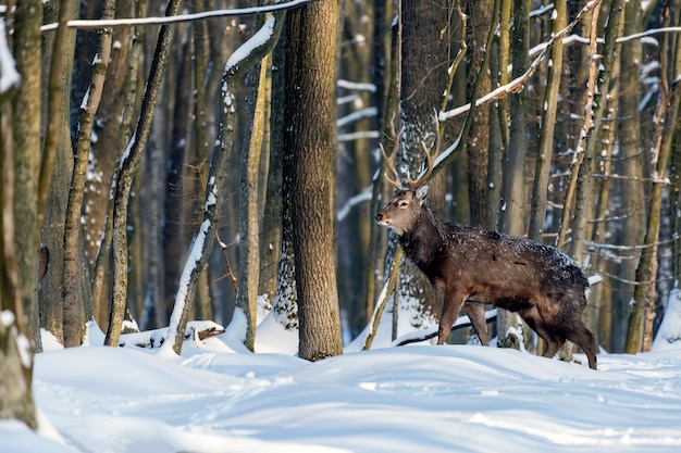 Молодой олень в зимнем лесу