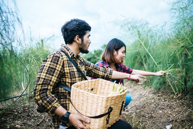 Free photo young farmer couple harvest fresh asparagus with hand together put into the basket.