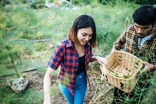 Young farmer couple harvest fresh asparagus with hand together put into the basket. 