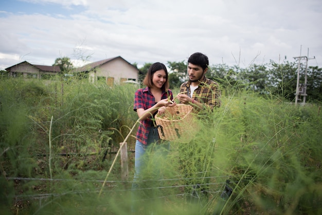 Free photo young farmer couple harvest fresh asparagus with hand together put into the basket.